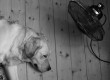 Dog cooling off in front of fan