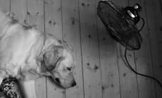 Dog cooling off in front of fan