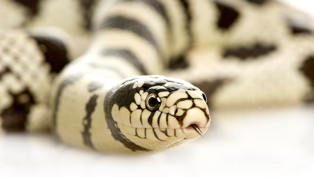 Snakes California Kingsnake