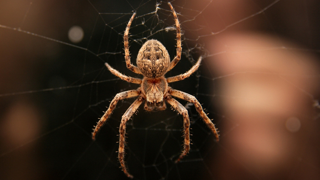 Spider on web