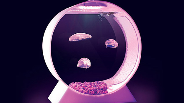 Desktop Jellyfish Tank
