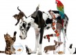 Group of pets together