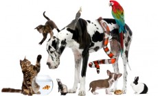 Group of pets together