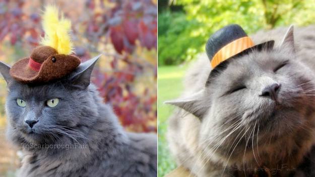 Hats for Cats