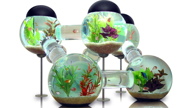 Labyrinth Aquarium