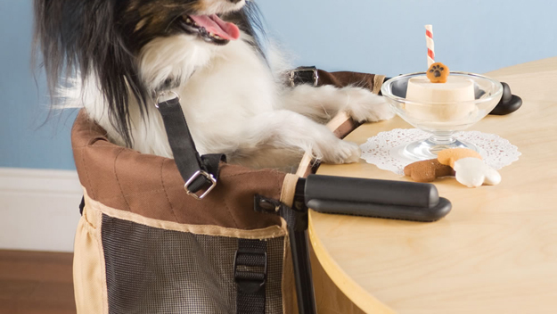 Pet High Chair