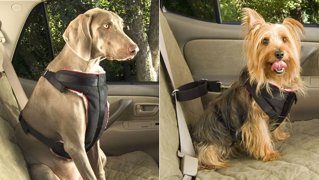 Pet Seat Belt