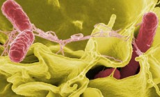 salmonella