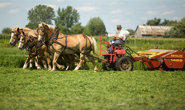 amish-seida.photoblog900