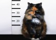 bad cat