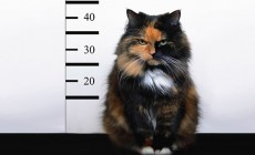 bad cat