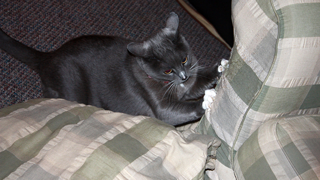 cat scraching furniture