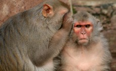 monkeys telling secrets