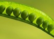 spring_peas