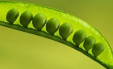 spring_peas