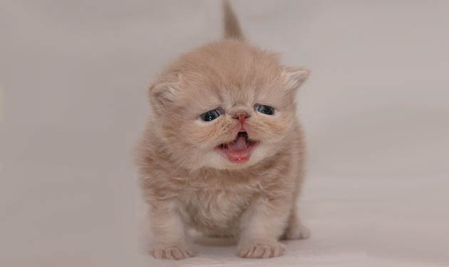 crying kittie
