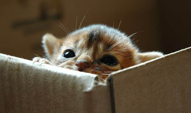 shipping kittie in a box