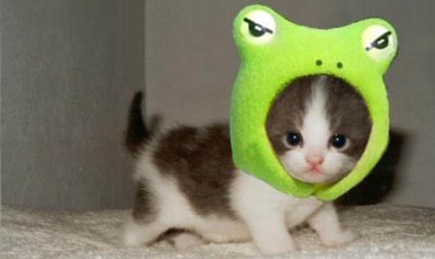froggie kittie