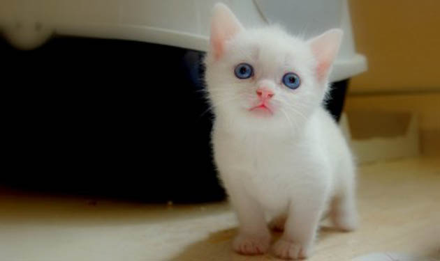 white kitty