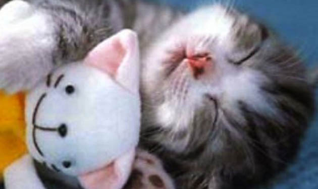 napping kitty doll