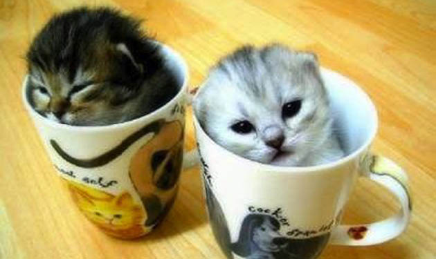 cup kitties