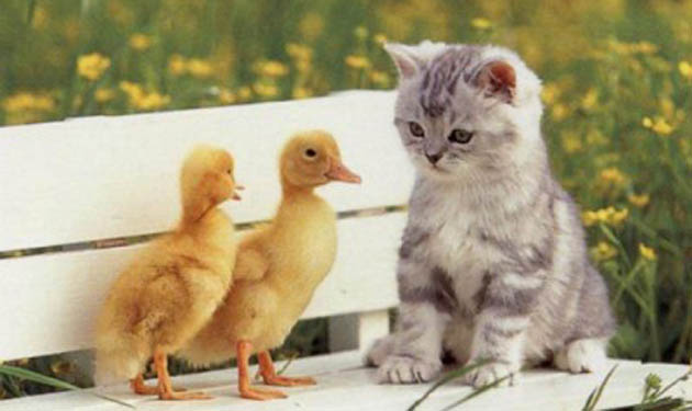 friendly kitty ducks