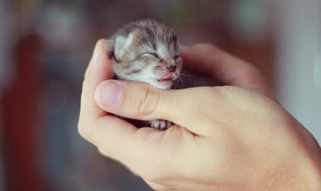little cute kittie