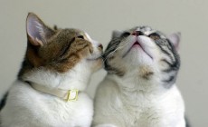 cutest kitten
