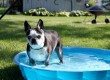 dog in pool3a