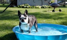 dog in pool3a