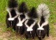 skunks