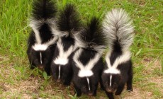skunks