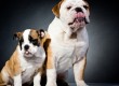 Two English Bulldogs