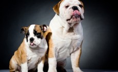 Two English Bulldogs