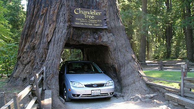 Car driving through Chandelier Tree