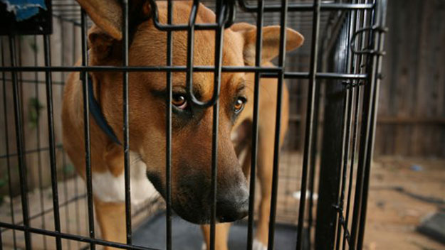 Dog in crate