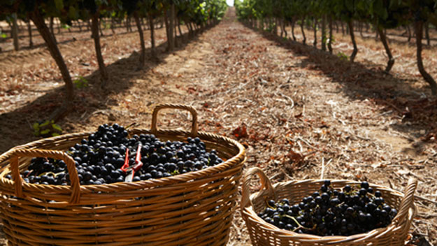 Grape harvest