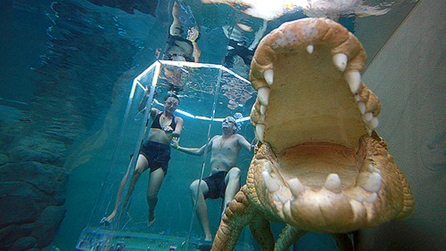 Tourists cage diving at Crocosaurus Cove