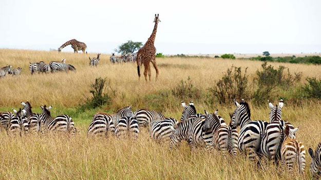 Zebras and giraffes on reserve