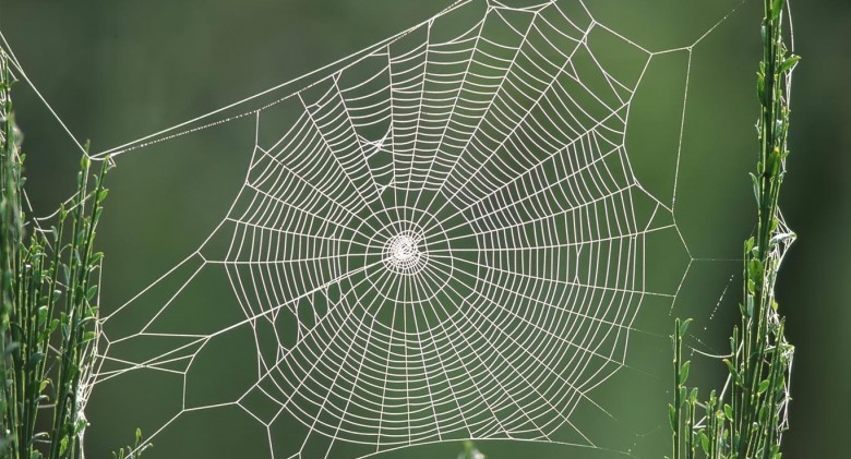6849391-spider-web