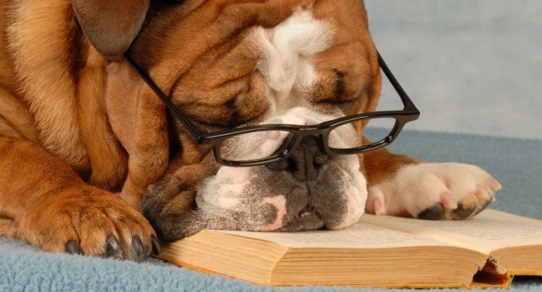 english bulldog wearing eyeglasses sleeping over a good novel