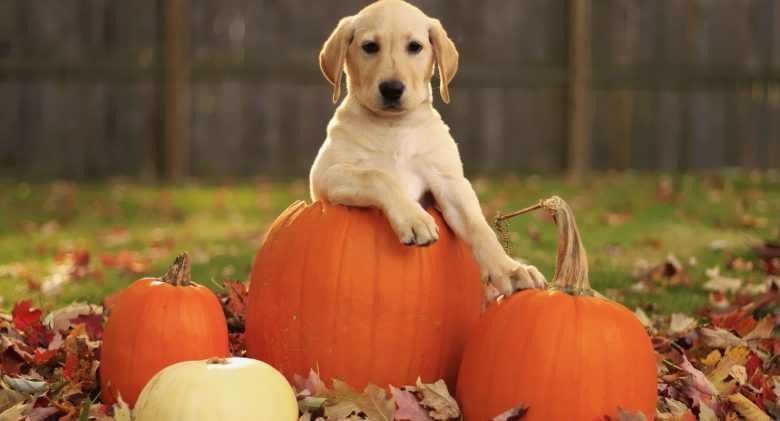 autumn-wallpaper-with-a-dog-in-a-halloween-pumpkin-hd-dog-background-picture