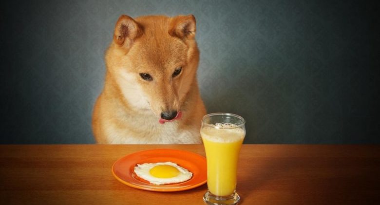 can-dogs-eat-cooked-eggs_baa4e77d6bde704