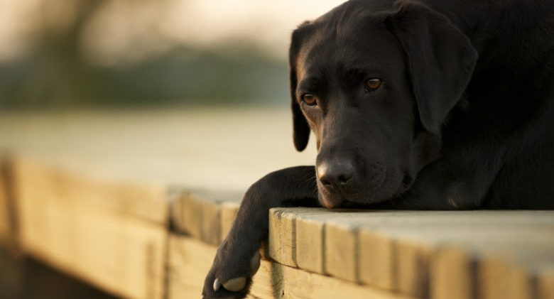 sad-dog-wallpaper-1