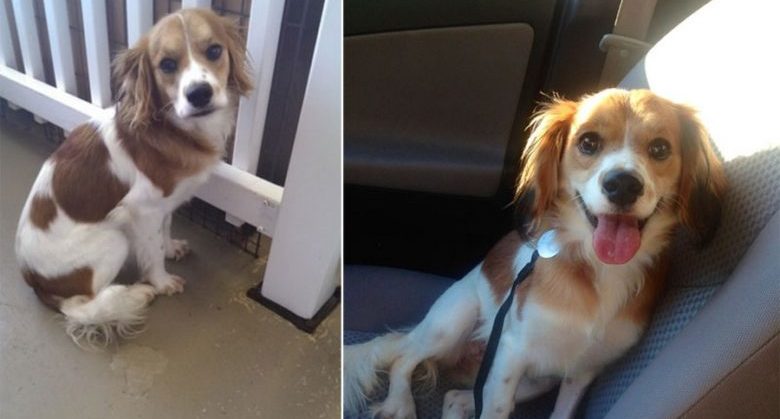 the-faces-of-dogs-before-and-after-adoption-15