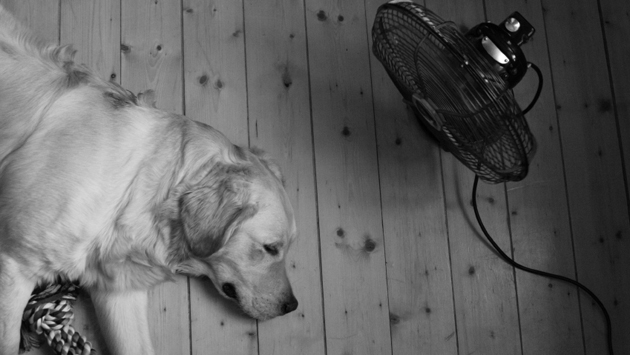 Dog cooling off in front of fan