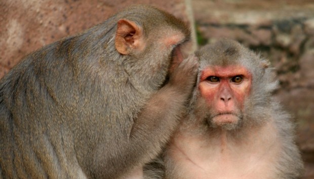 monkeys telling secrets