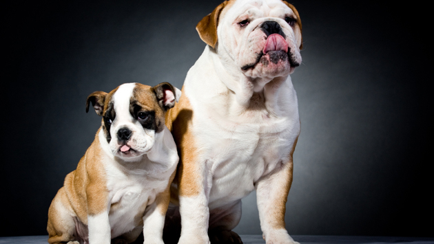 Two English Bulldogs