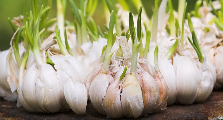 Garlic-sprouts