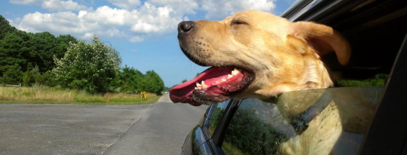 15 ‘Car Hacks’ Every Driver Needs To Know – Life'd